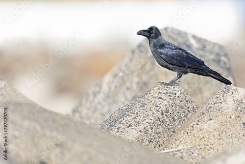 large-billed crow (Corvus macrorhynchos) perched.
