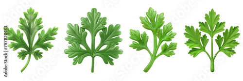PNG parsley leaf 3d icons and objects collection, in cartoon style minimal on transparent, white background, isolate