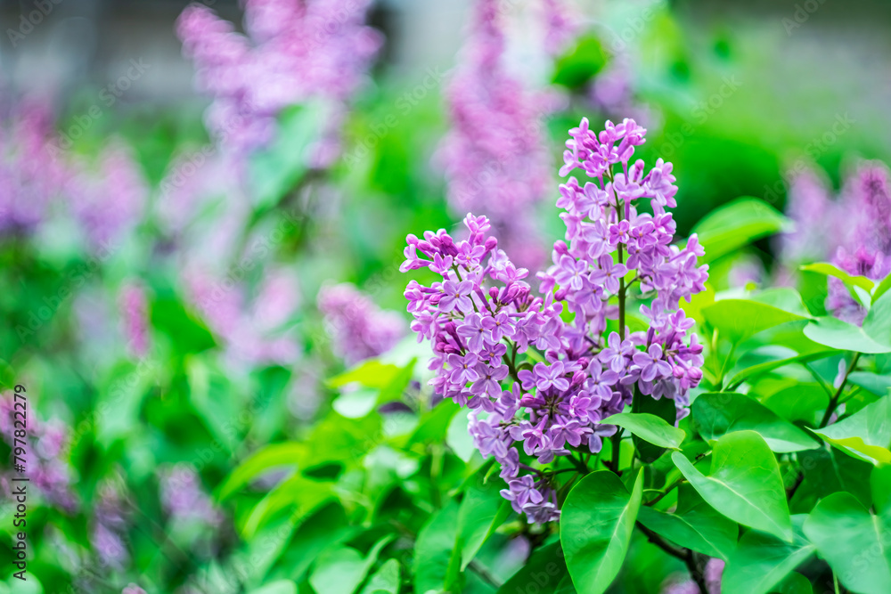 Obraz premium Bright spring lilac on a blurred background.