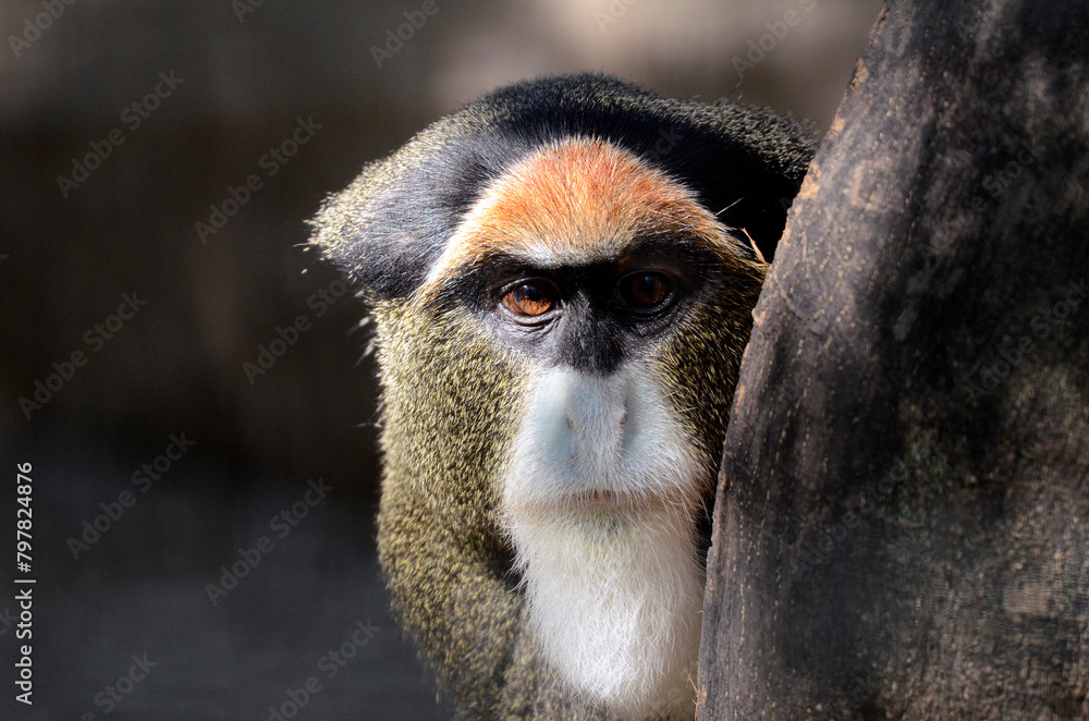 Fototapeta premium ブラッザグエノン