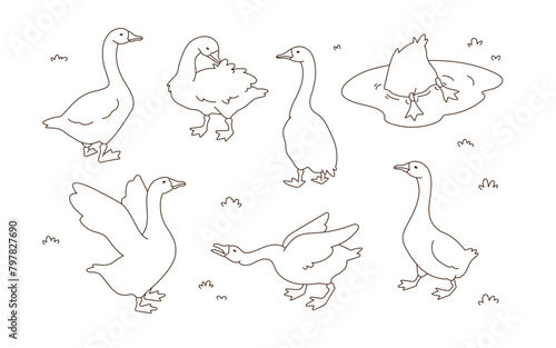 Set of cute white goose. Hand drawn vector illustration. Line art. Isolated objects on white background.