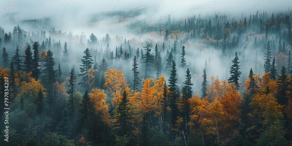 Breathtaking forest landscape in Alaska