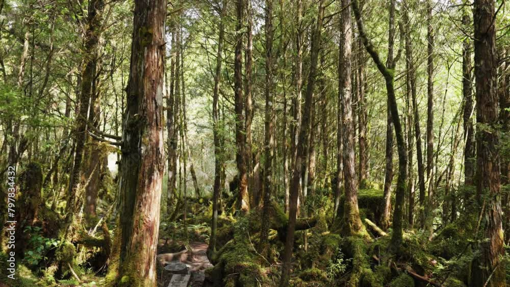 Forest trail with moss and bushes in Taipingshan National Forest Recreation Area, Taiwan. Forest trail with moss and bushes in Taipingshan National Forest Recreation Area, Taiwan.