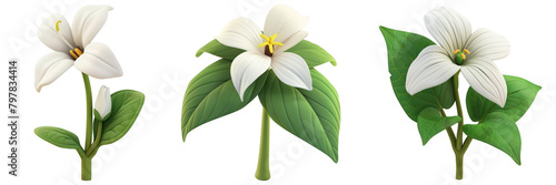 PNG white trillium 3d icons and objects collection, in cartoon style minimal on transparent, white background, isolate photo