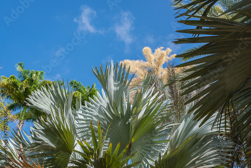 Vue de cocotiers dans les Caraïbes. Vue du sol.