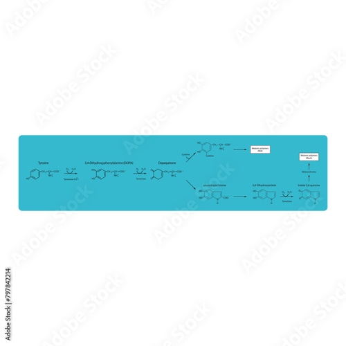 Diagram showing biosynthesis of Melanin from Tyrosine via Tyrosinase - schematic molecular strcuture chemical illustration - Enzymatic and non enzymatic process. photo