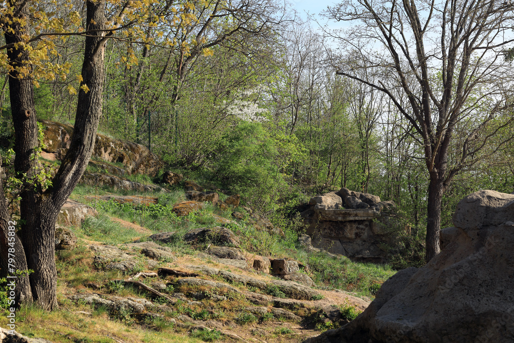 Rocks among the trees in the forest Rocks among the trees in the forest