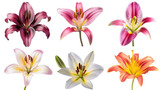 Collection of lily flower isolated on white or transparent background png cutout
