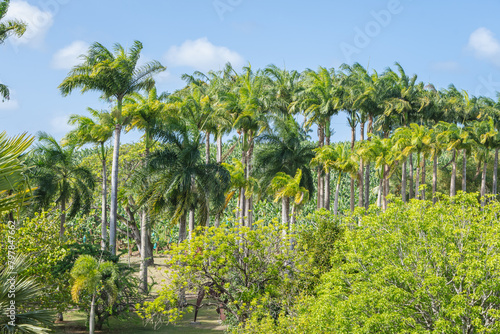 Jardins de l'habitation Clément à la Martinique, Antilles Françaises.