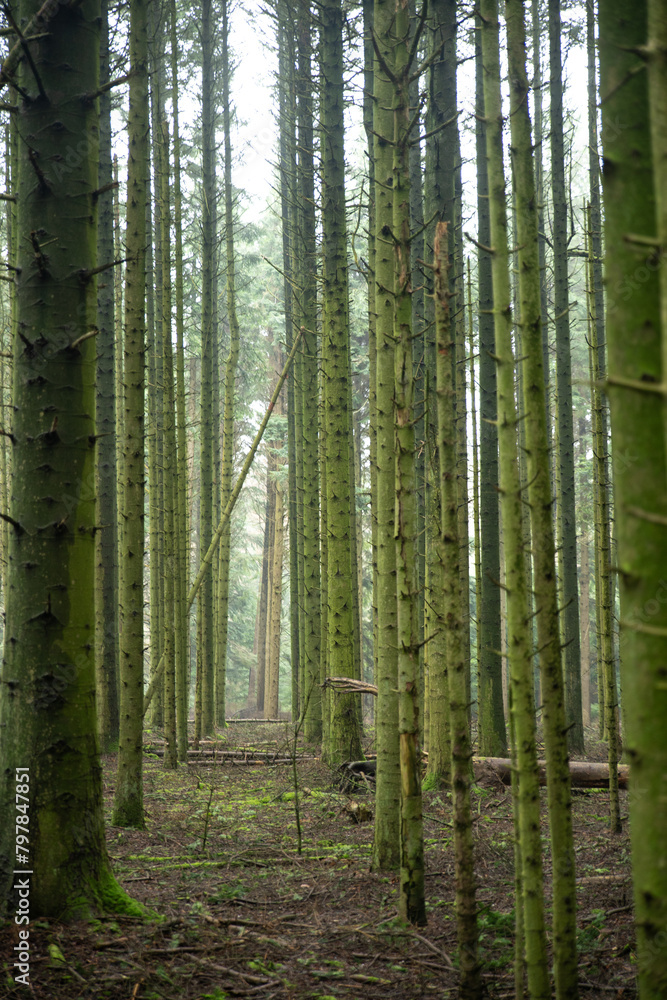 Peaceful scenery of deep forest during winter Peaceful scenery of deep forest during winter
