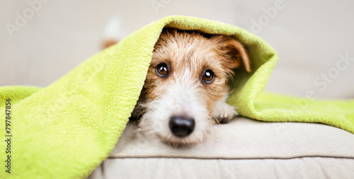 Face of a dog puppy with towel, pet grooming and care banner