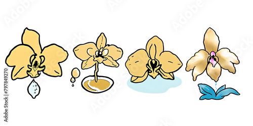Gold orchid isolated cutout