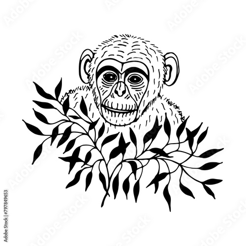 Monkey, chimpanzee in leaves, bush. Vector stock illustration eps10. Isolate on a white background, outline. Hand drawing. Adobe Illustrator Artwork