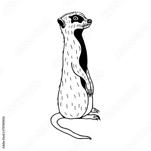 Mongoose. Vector stock illustration eps10. Isolate on a white background, outline. Hand drawing. Adobe Illustrator Artwork