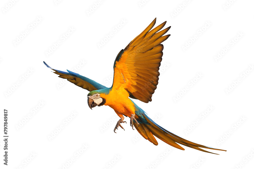 Colorful flying Blue and Gold Macaw parrot isolated on transparent background png file