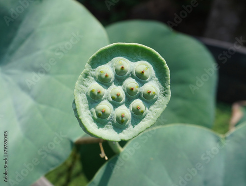 Green lotus seed pod close-up photo