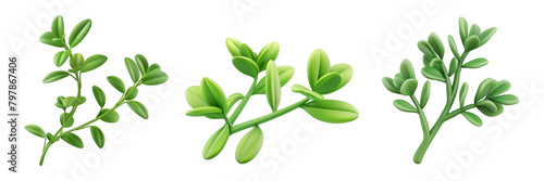 PNG thyme leaf 3d icons and objects collection, in cartoon style minimal on transparent, white background, isolate