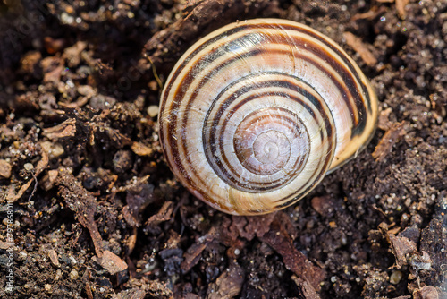 Garden snail on wet dirt