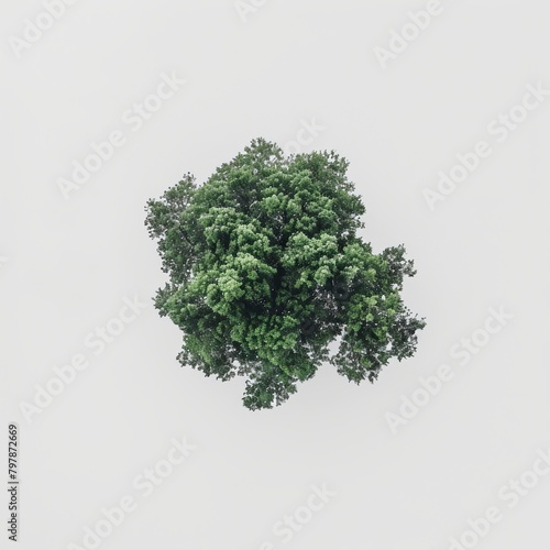 topview tree on white plain background isolate aerial view big tree on white floor with clean shadow