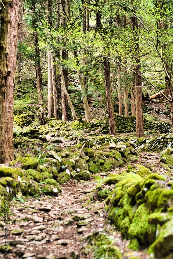 Fototapeta premium 登山道