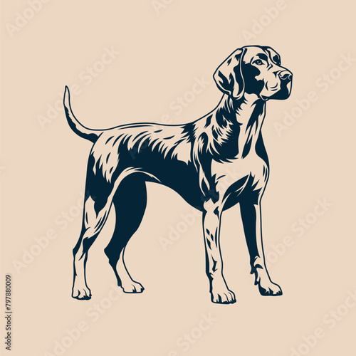 Bird hunting pointer dog standing