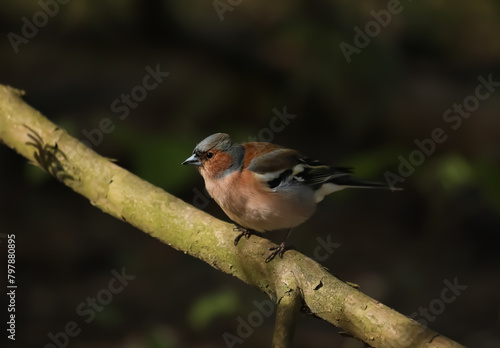 Common finch sitting on a branch in the forest