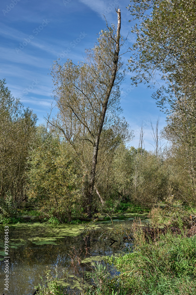 Pond in Urdenbacher Kämpe Nature Reserve at Rhine River Floodplain,Duesseldorf,Germany Pond in Urdenbacher Kämpe Nature Reserve at Rhine River Floodplain,Duesseldorf,Germany