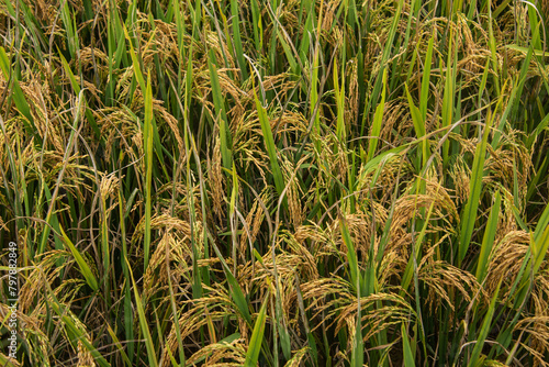 Harvest time at the stunning rice terraces of Mu Cang Chai, Yen Bai, Vietnam