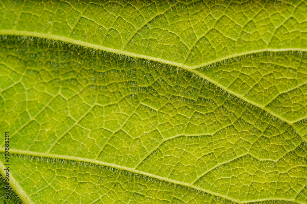 Green leaf macro stock photo Green leaf macro stock photo