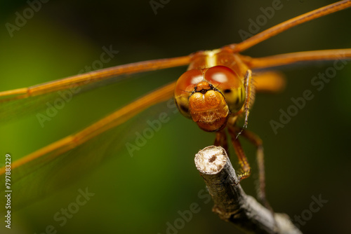 Macro stock photo of a yellow dragonfly