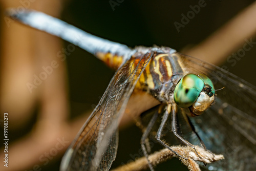 Macro stock photo Pachydiplax longipennis Blue Dasher Dragonfly photo