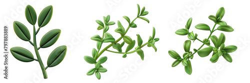PNG thyme leaf 3d icons and objects collection, in cartoon style minimal on transparent, white background, isolate photo