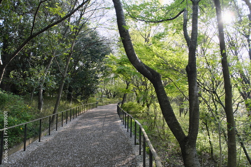 赤羽自然観察公園の道　Akabane Nature Park Path