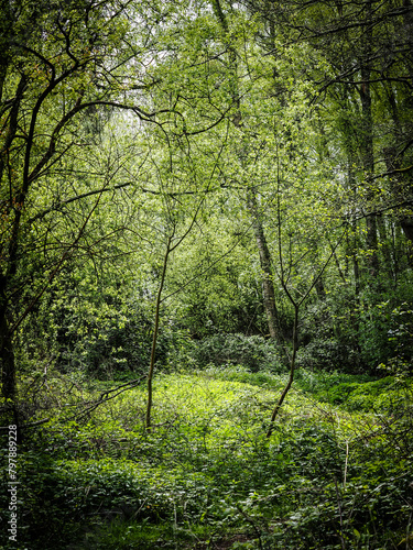 Sunlit Glade