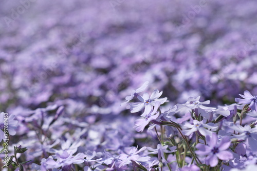 紫色の芝桜　Purple Shiba Cherry Blossom