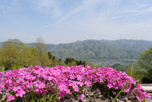                         Nagatoro Shiba Cherry Blossom and Mountain