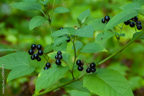 Foto The shiny black ripe berries of the American Black Nightshade, Solanum americanum, a toxic native plant in the Solanaceae family