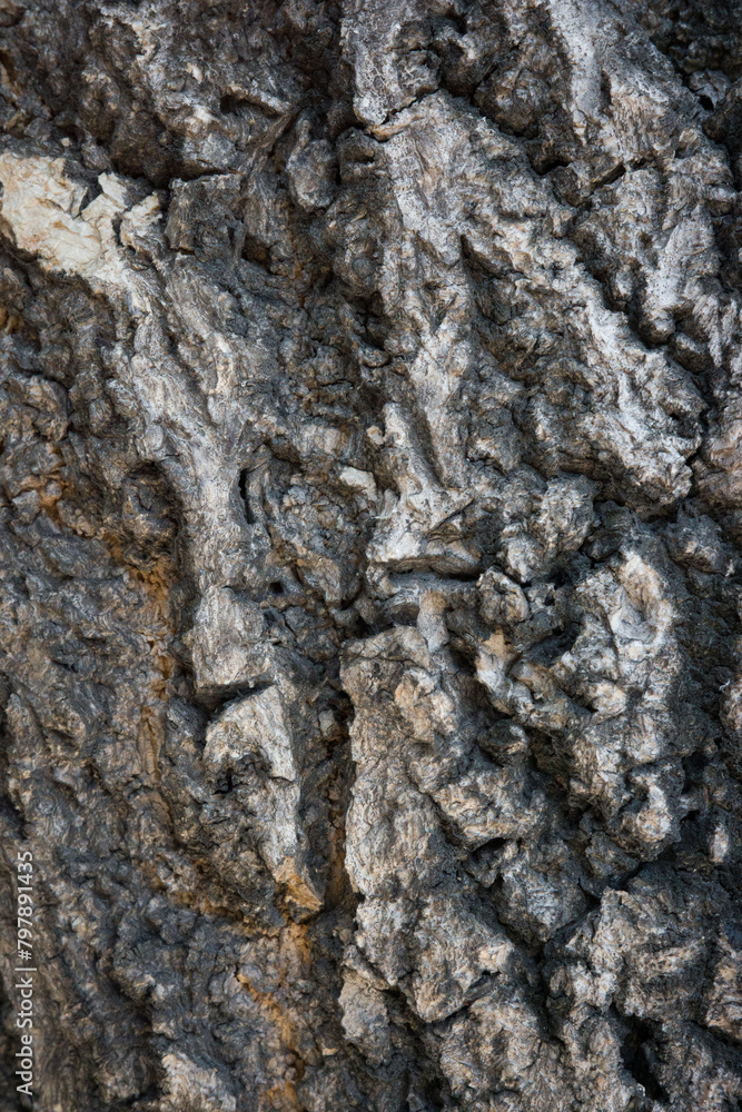 bark wood skin dry tree texture and background, nature life concept abstract bark wood skin dry tree texture and background, nature life concept abstract