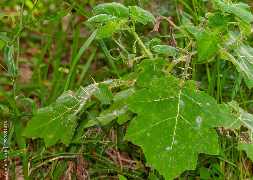 Close up of the thorny leaves and stems of the cockroach berry , Solanum capsicoides, a toxic plant in the nightshade family native to Brazil and introduced to tropical regions worldwide. Close up of the thorny leaves and stems of the cockroach berry , Solanum capsicoides, a toxic plant in the nightshade family native to Brazil and introduced to tropical regions worldwide.