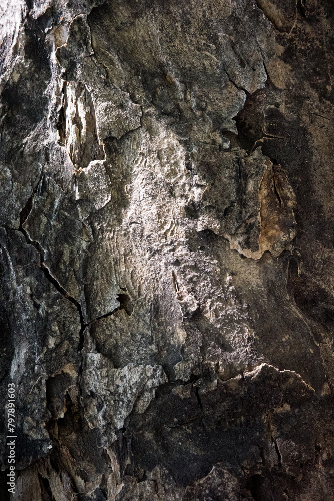 bark wood skin dry tree texture and background, nature life concept abstract