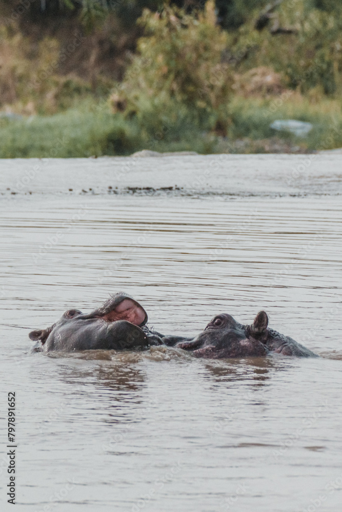 Submerged hippo peeking in river, Masai Mara Submerged hippo peeking in river, Masai Mara