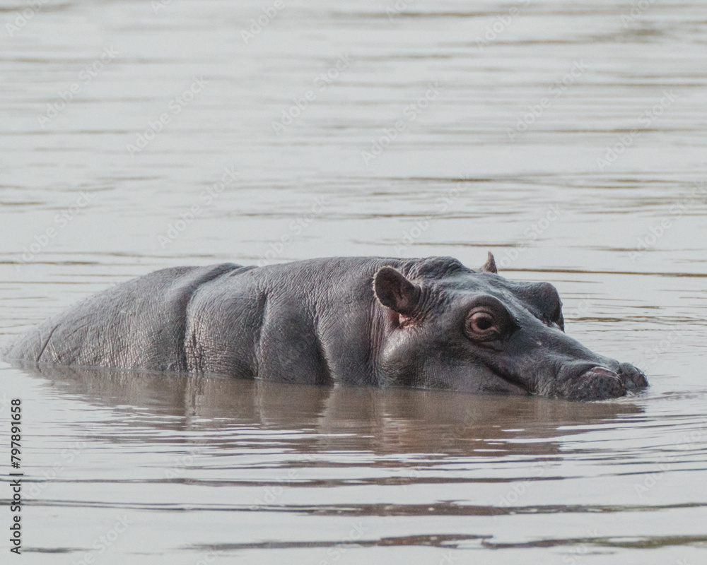 Fototapeta premium Submerged hippo peeking in river, Masai Mara