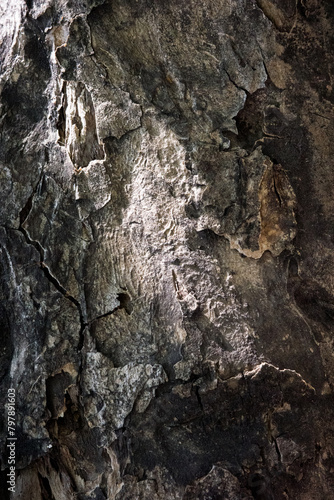 bark wood skin dry tree texture and background  nature life concept abstract