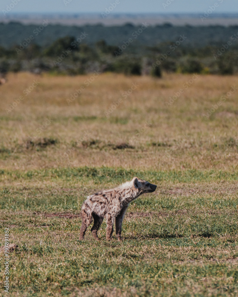 Young spotted hyena on Ol Pejeta grasslands