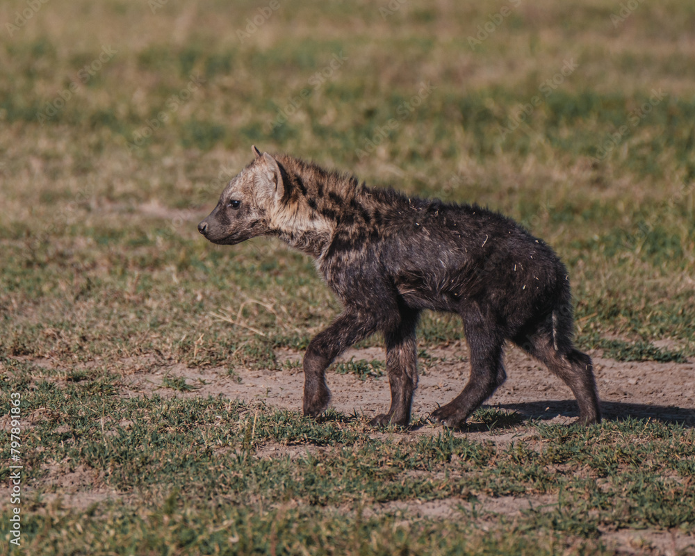 Young spotted hyena on Ol Pejeta grasslands Young spotted hyena on Ol Pejeta grasslands