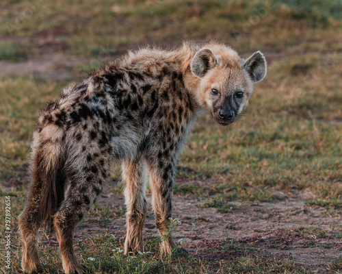 Alert hyena on Masai Mara plain at dusk