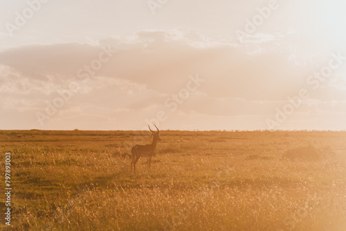 Lone impala standing in Ol Pejeta Conservancy photo