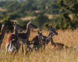 Impala herd in golden Masai Mara grass