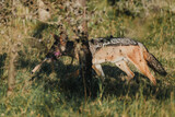 Jackal with antelope prey in Ol Pejeta Conservancy