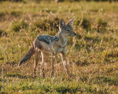 Jackal on the prowl in Ol Pejeta s golden hour